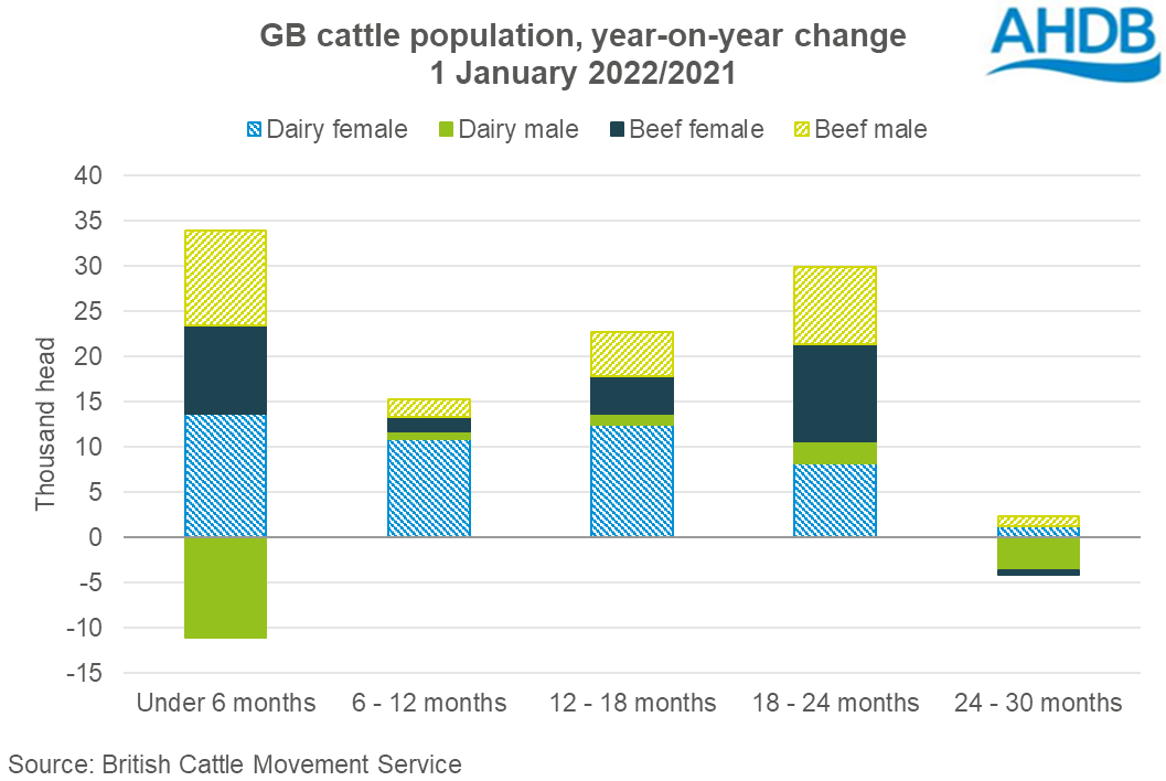 Chart showing year-on-year change in GB cattle population under 30 months, by age and type